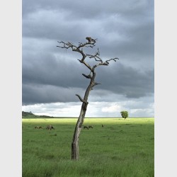 Bird and tree - Kenya, 2006